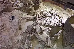 Esqueleto de mamut parcialmente excavado, de hace 26,000 años