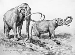 Dibujo de un par de mamuts; uno tiene colmillos cortos, y los del otro son largos y curvados.