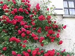 híbrido de multiflora rojo