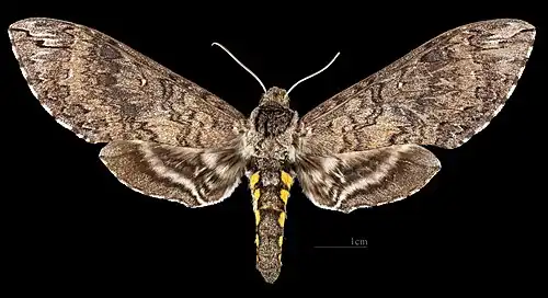 Manduca diffissa petuniae ♀