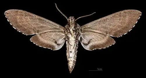 Manduca diffissa petuniae ♂ △