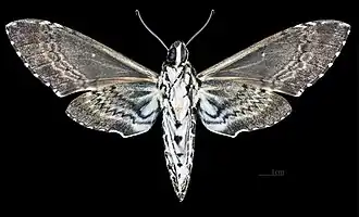 Macho Manduca rustica rustica, vista ventral