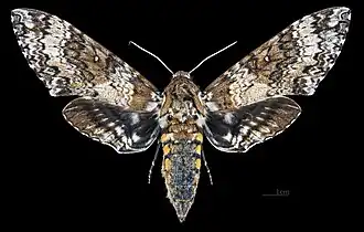 Manduca rustica harterti vista dorsal MHNT