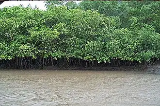 Manglar
