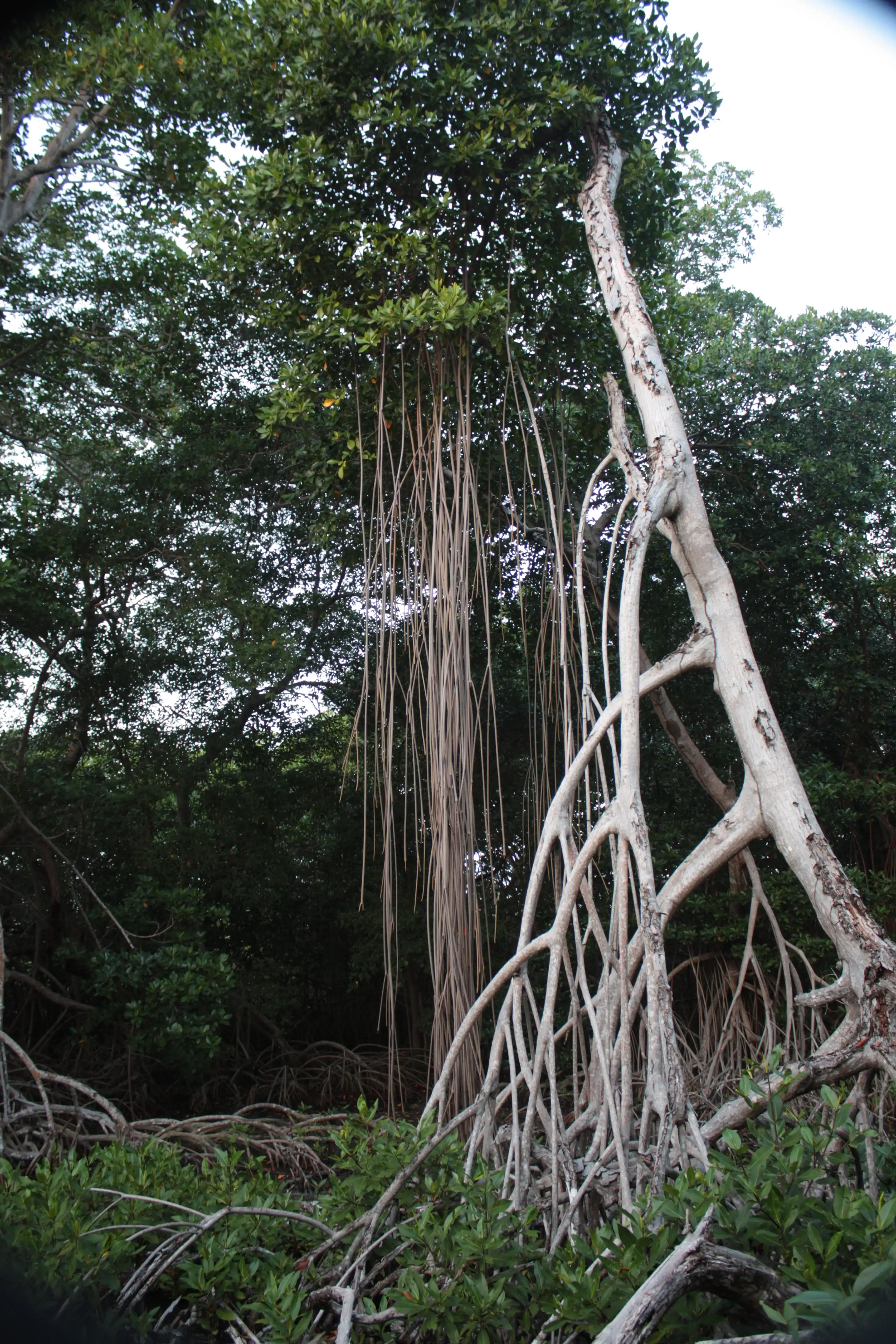 Ecosistema de manglares.