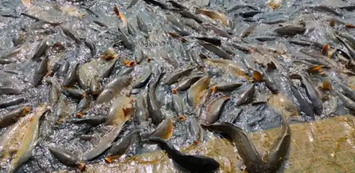 Peces en el lago Mansar