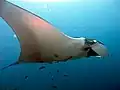 La manta raya, una especie filtradora, es la mayor de las rayas con más de 7.6 metros, aunque pude remontarse por fuera del agua.