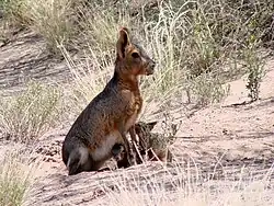 Mara (Dolichotis patagonum) en Ñacuñán.