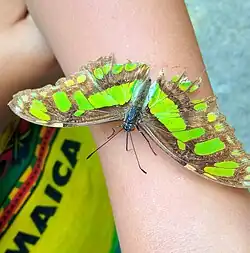 Una S. s. sophene en el Mariposario del Jardín Botánico del Quindío, Colombia.