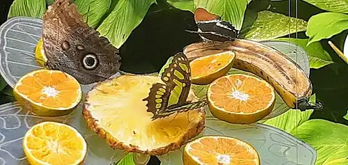 En el Mariposario se unta a los antebrazos de los asistentes con sustancias dulces, como jugo de naranja o chocolate líquido, para atraer a las mariposas y poder sacarles fotografías.