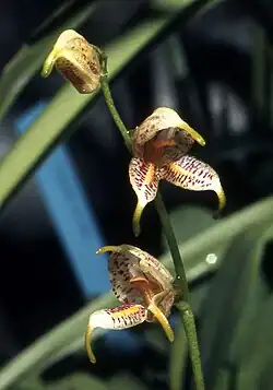 Masdevallia amanda.