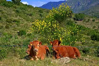 Vaca de la Albera en la sierra de la Albera
