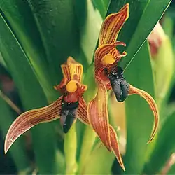 Maxillaria cucullata.