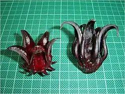 Dos variaciones plantadas en Malasia.