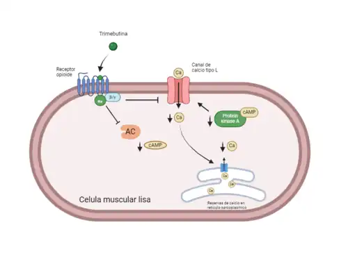 Mecanismo de acción de la trimebutina en la célula muscular lisa y su efecto mediante receptores opioides en la disminución de la entrada calcio