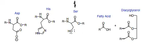 Mechanism of Triglyceride Hydrolysis
