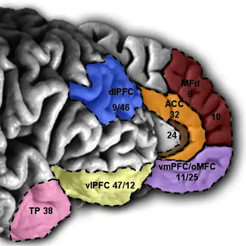 dlPFC 9/46= dorso-lateral PreFrontalCortex en azul (arriba) . Superficie del cerebro, hemisferio derecho.