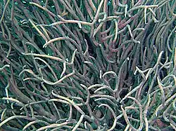 Melithaea rubrinodis