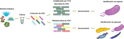 Figura 1. Diferencias entre las técnicas de barcoding y metabarcoding. El barcoding se enfoca en identificar una especie y el metabarcoding en diferentes especies de un ambiente.