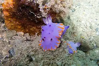 Mexichromis macropus