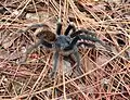 Tarántula en el Parque Nacional Los Mármoles, Hidalgo, México
