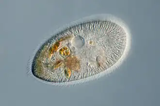 Frontonia (Peniculida)