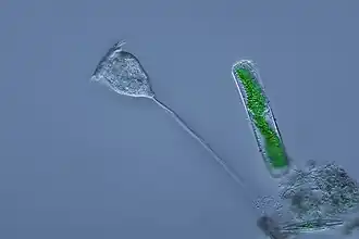 Vorticella (Oligohymenophorea)