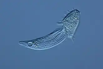 Litonotus (Pleurostomatida)