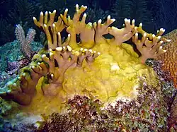 Colonia joven creciendo sobre roca. Isla de la Juventud, Cuba.