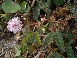 Mimosa pudica
