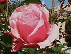 'Miquel Aldrufeu',HT ('Linda Porter' en los Estados Unidos), P. Dot , 1957.