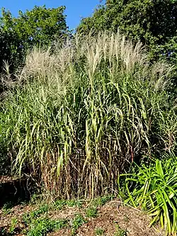 Miscanthus floridulus.