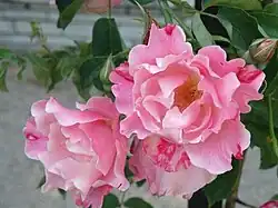 'Mme Grégoire Staechelin', HT. trep. , P. Dot, 1927.