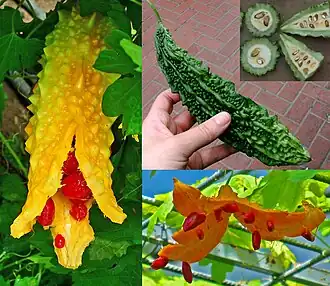 Momordica charantia (foto) y otras especies menores de Momordica.