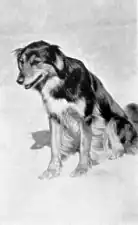 Mona, el perro pastor de los Irving.