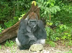 Un Western lowland gorilla en la selva húmeda africana