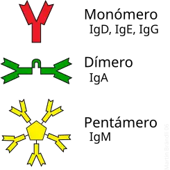 Algunos anticuerpos forman complejos que se unen a múltiples moléculas antigénicas.