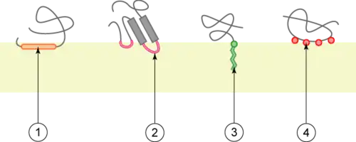 Cuatro tipos de proteínas periféricas, monotopicas de membrana.