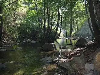 El riu Tordera al seu pas pel Montseny.