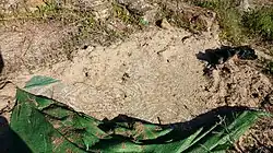 Mosaicos abandonados