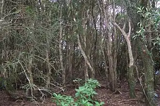 Monte Royal, bosque nuboso, bosque lluvioso de árboles de Tristaniopsis collina