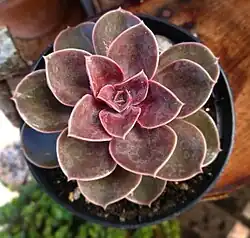 Echeveria 'Duchess of Nürnberg'