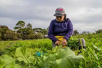 una mujer trabajando en el campo