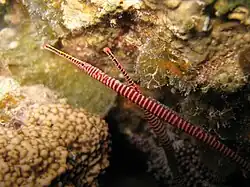 Dunckerocampus multiannulatus