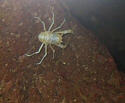 Foto de un ejemplar de Munidopsis polymorpha, de la familia Munidopsidae.