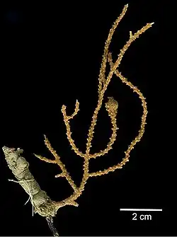 Muricea galapagensis