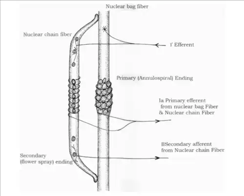 IF= fibras intrafusales. Nuclear bag fiber= Fibra de bolsa nuclear y Nuclear chain fiber= Fibra de cadena nuclear.