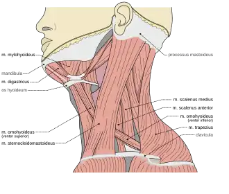 Músculos del cuello