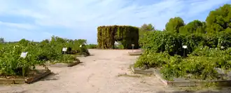 Museo Ampelográfico de El Encín