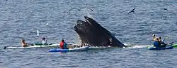 Ballena jorobada entre personas en kayak frente a Avila Beach, California